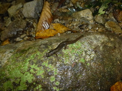 Desmognathus kanawha