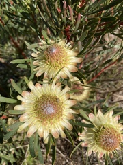 Protea scolymocephala