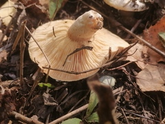Lactarius pubescens
