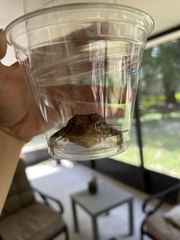 Anaxyrus terrestris