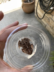 Anaxyrus terrestris
