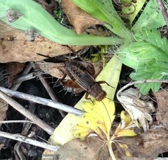 Allonemobius fasciatus