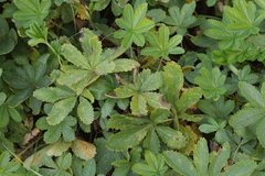 Phragmidium potentillae