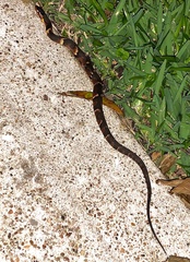 Nerodia fasciata confluens