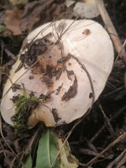 Lactarius pubescens