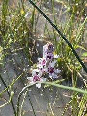 Wurmbea stricta