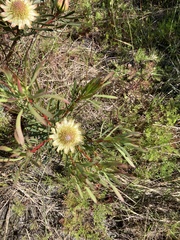 Protea scolymocephala