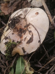 Lactarius pubescens
