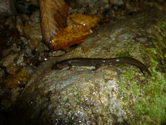 Desmognathus kanawha