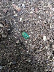 Buprestis aurulenta