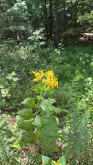 Verbesina occidentalis