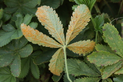 Phragmidium potentillae