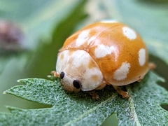 Calvia decemguttata