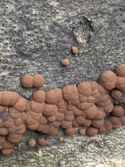 Hypoxylon fragiforme