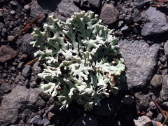 Hypogymnia physodes