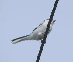 Cyanistes cyanus
