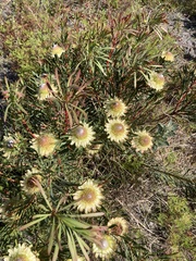 Protea scolymocephala
