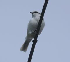 Cyanistes cyanus