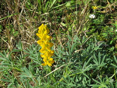 Lupinus luteus