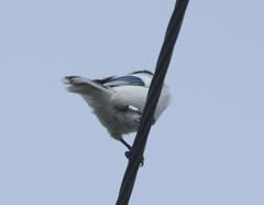 Cyanistes cyanus