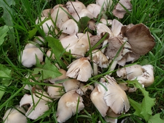 Cuphophyllus virgineus