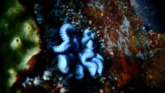 Sycozoa