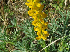 Lupinus luteus