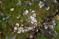 Peltigera canina