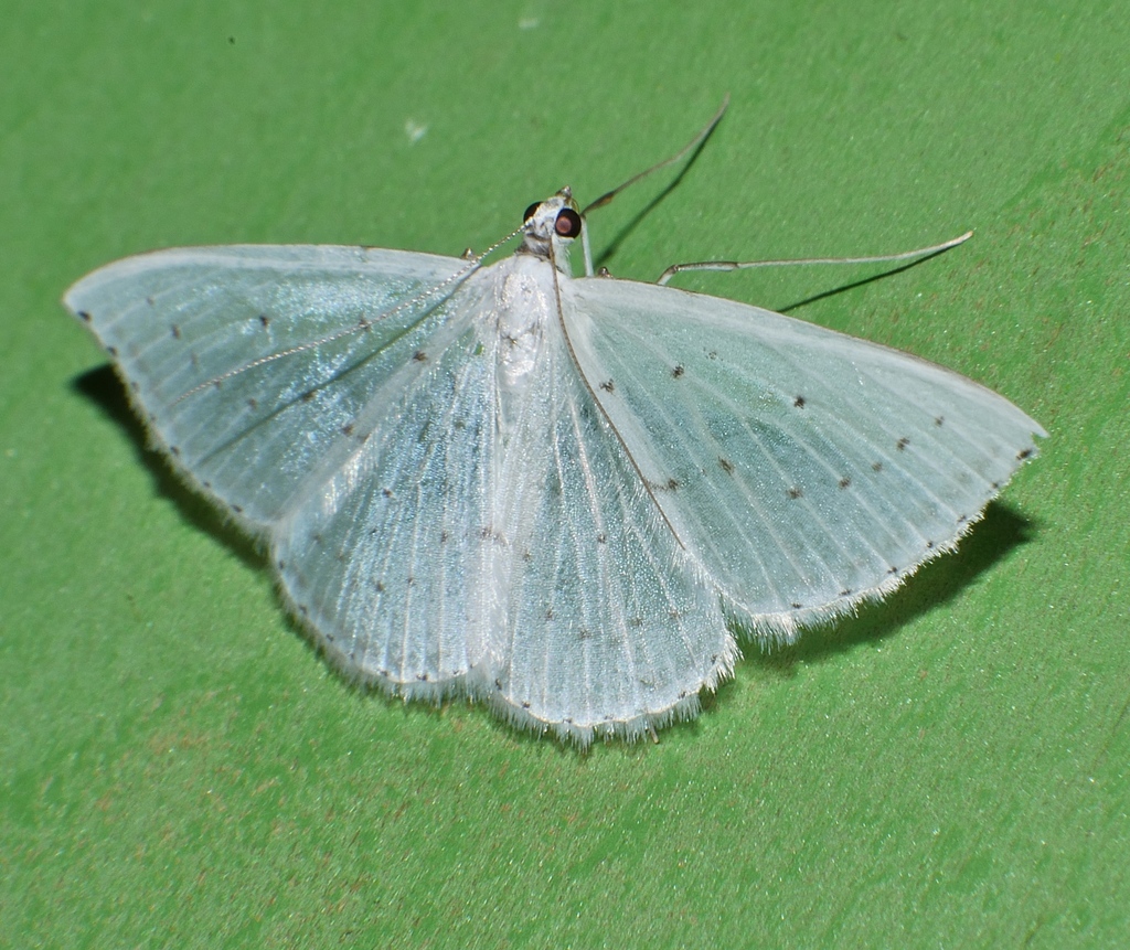 Derambila liosceles