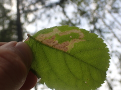 Phytomyza aralivora