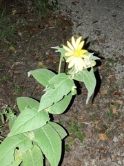 Silphium perfoliatum