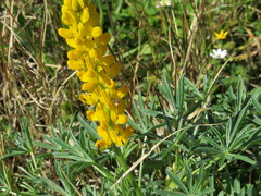 Lupinus luteus