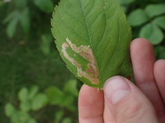Phytomyza aralivora