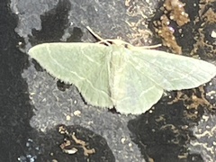 Chlorochlamys phyllinaria