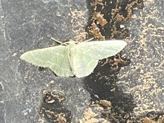 Chlorochlamys phyllinaria