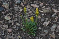 Solidago simplex
