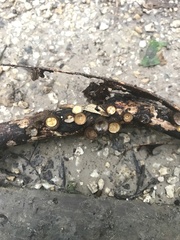 Nidulariaceae
