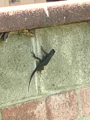 Sceloporus occidentalis longipes