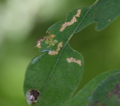 Macrosaccus robiniella