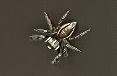 Eris militaris