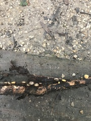 Nidulariaceae