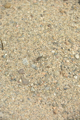 Cicindela oregona