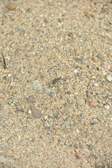 Cicindela oregona