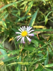 Symphyotrichum spathulatum
