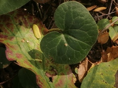 Asarum europaeum