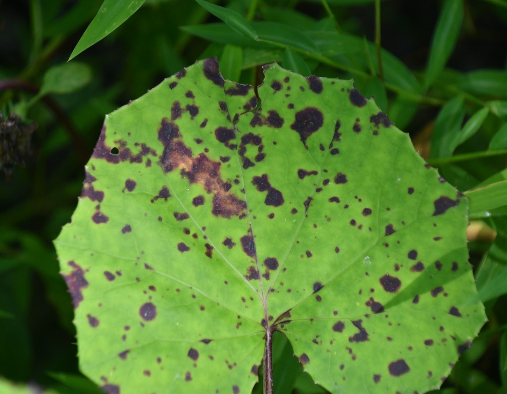 Coltsfoot Leaf Spot