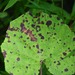 Ramularia brunnea - Photo (c) Randy Bodkins, algunos derechos reservados (CC BY-NC), subido por Randy Bodkins