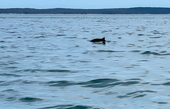 Phocoena phocoena