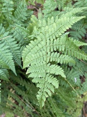 Dryopteris campyloptera