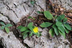 Pilosella officinarum